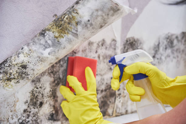 Why You Should Choose Our Mold Remediation Services in Avon Lake, OH